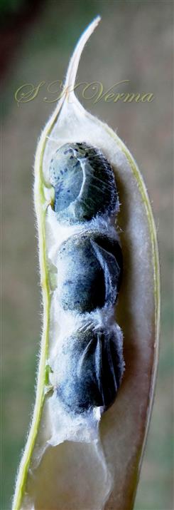  Legume with seeds